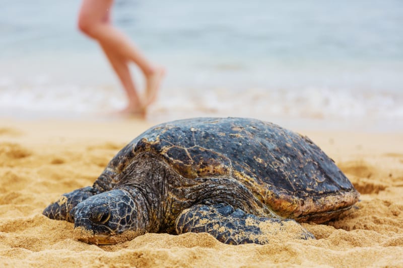 Turtle jumping