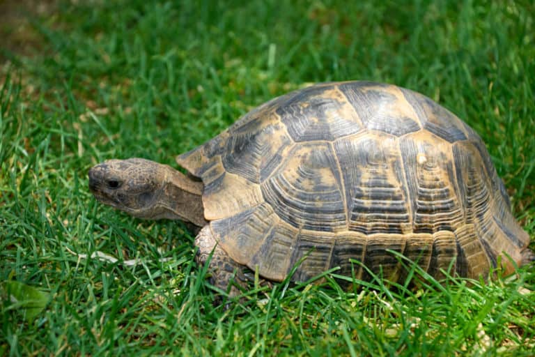 Can turtles eat mushrooms? Wild pets are the best