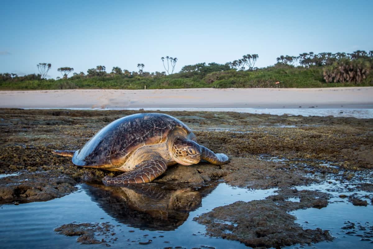 Can turtles live on land