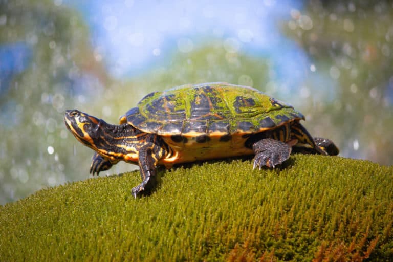 Can Turtles Live Without Their Shell? - Wild Pets Are The Best