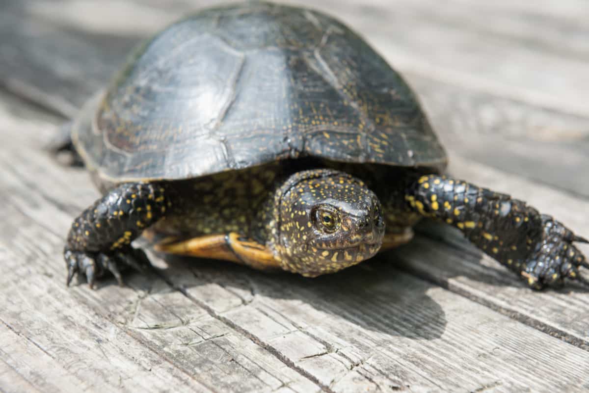 Can turtles see in the dark? - Wild pets are the best