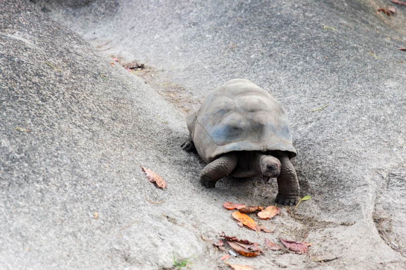 Do turtles drink water