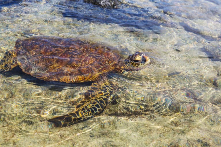 Do turtles need sunlight? Wild pets are the best