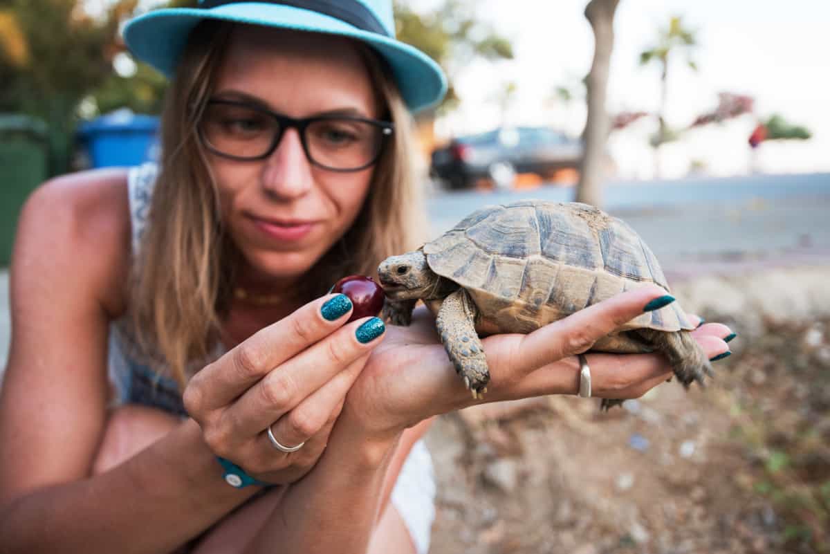 Do turtles need water survive