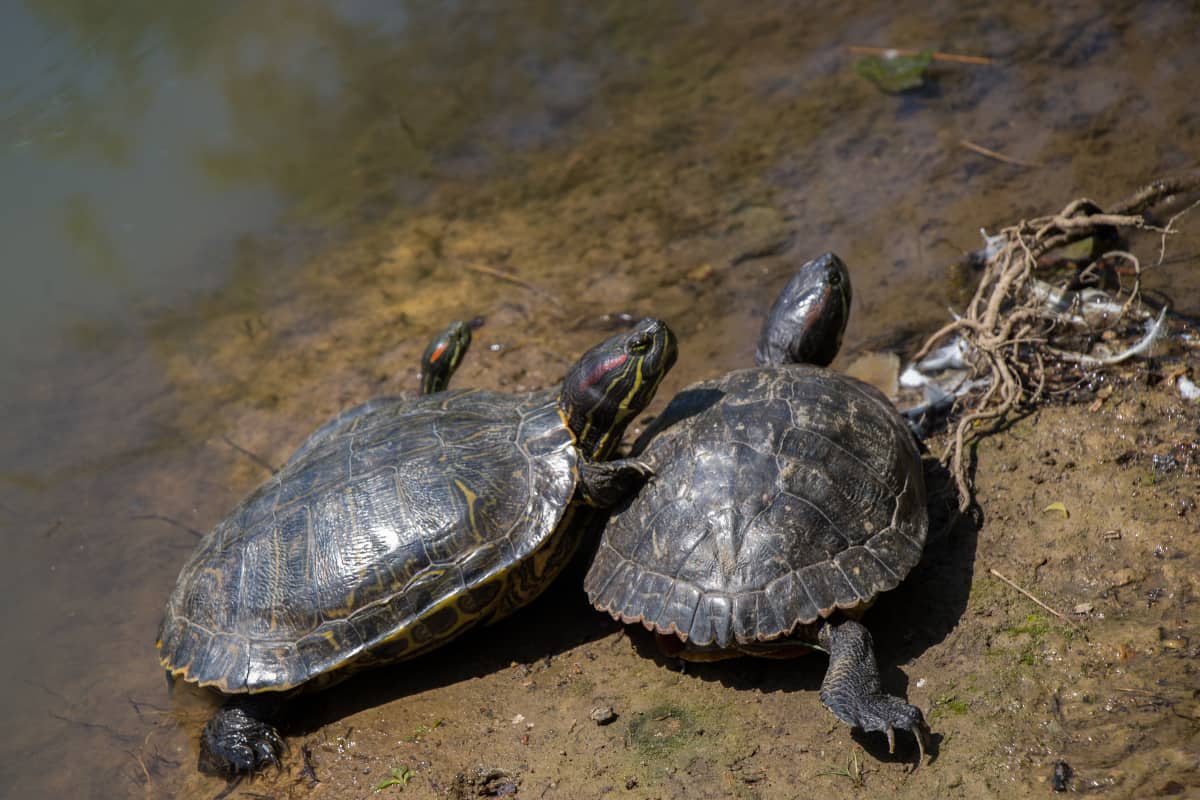 Why do turtles slap each other