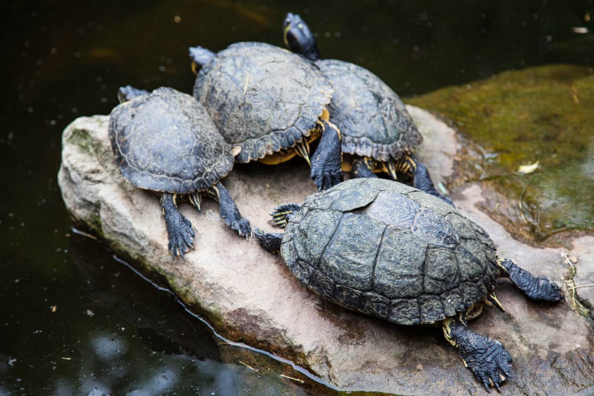 Turtles.