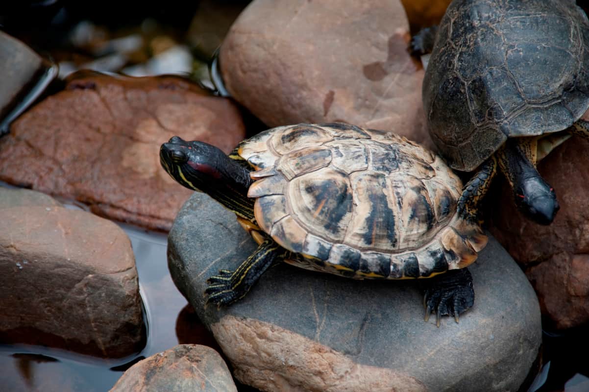 do turtles yawn