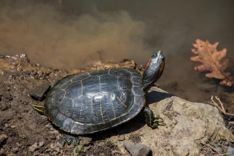 Turtle sticking neck out Wild pets are the best