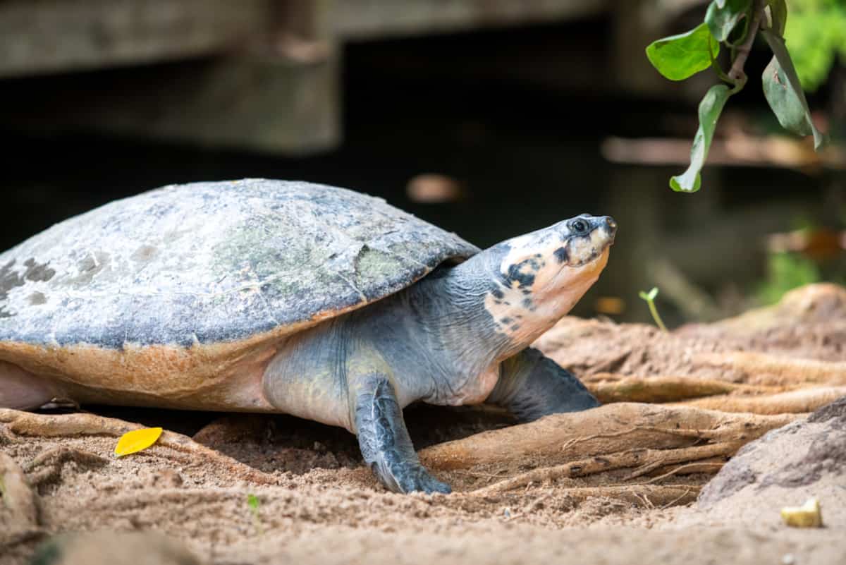 Why do turtles dig holes