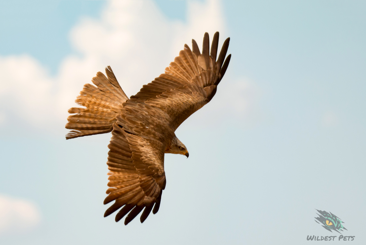Awesome bird of prey in flight