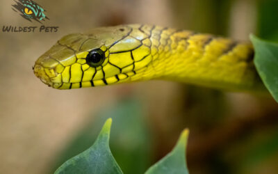 snake 1