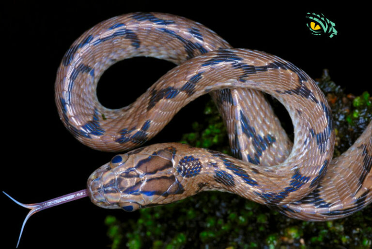 Do snakes eat turtles? Wild pets are the best